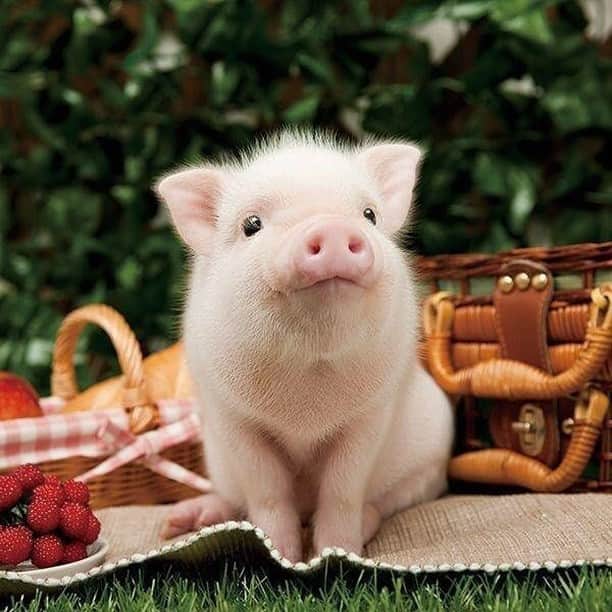 Baby Animalsさんのインスタグラム写真 - (Baby AnimalsInstagram)「When you've gained a little winter weight but you still cute with a bomb personality 🐷」1月23日 23時58分 - thebabyanimals
