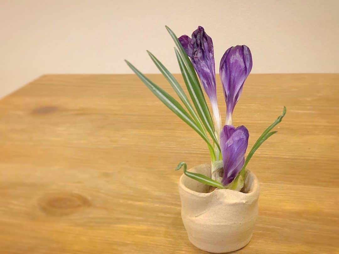 平田薫さんのインスタグラム写真 - (平田薫Instagram)「今日の撮影で使ったり使わなかったりしたお花を沢山貰って帰ってきたよ☻ これはクロッカスの球根ちゃん。  陶芸教室で作った器がサイズちょうどでとりあえず。 ガラスの水栽培グラスに入れてあげたいな〜♪根っこが見えるの、可愛いよね。  色んな種類のお花をもらったので花瓶が足りず大騒ぎになっています。笑 お洒落な花瓶増やしたいなぁ〜^ ^  #クロッカス#球根#水栽培 #お花のある暮らし  #手作り器#陶芸」1月24日 0時00分 - hiratakaoru1215