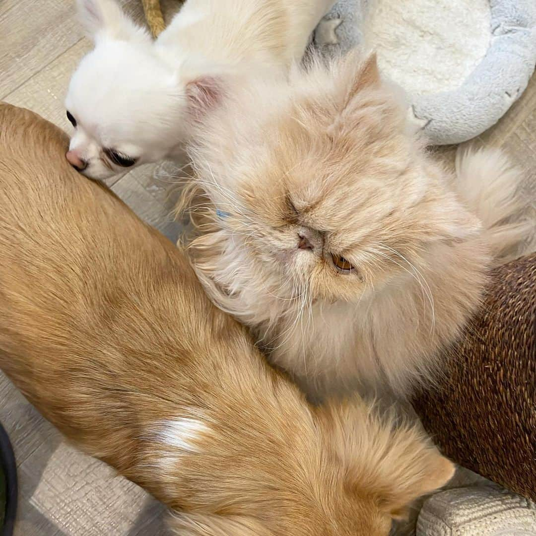 ミッシュさんのインスタグラム写真 - (ミッシュInstagram)「混み合ってます🐕🐈 #ミッシュ #Loa君 #hau #小さなベッド #椅子とりゲーム ? #寒いから #おしくらまんじゅう ? #みんなで仲良く  #遊ぼうね  #misch1207s  #鼻ぺちゃ#cat #ねこあつめ #にゃんすたぐらむ#猫と暮らす #エキゾチックロングヘア  #ねこ #ネコ #猫  #neko#犬#dog  #Chihuahua #にゃんだふるらいふ #catstagram #Exoticlonghair#catlover #catsofinstagram#cats_of_instagram」1月24日 0時07分 - misch1207s