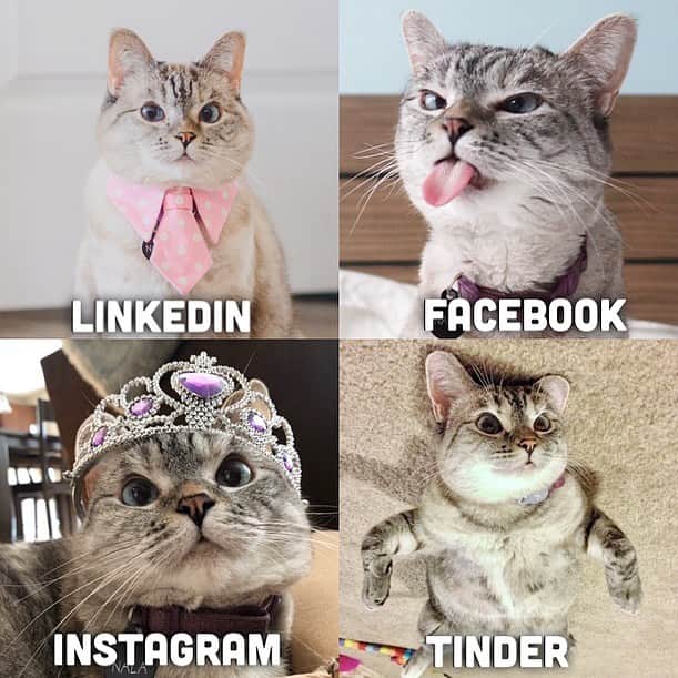 nala_catさんのインスタグラム写真 - (nala_catInstagram)「Which profile you like the most? 😂 #dollypartonchallenge」1月24日 0時20分 - nala_cat