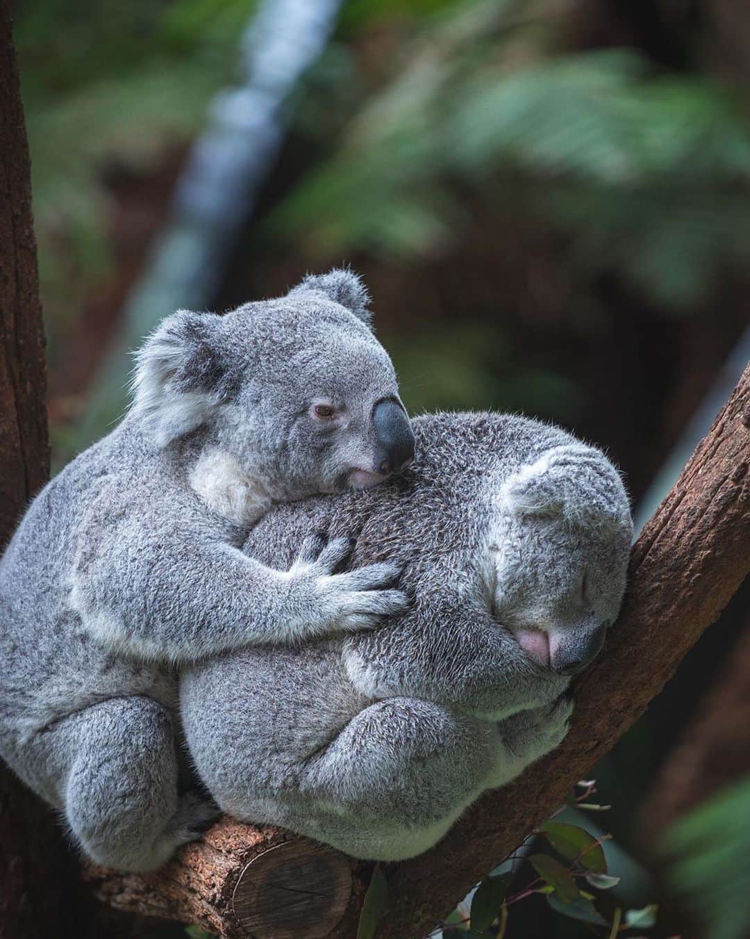 bestvacationsのインスタグラム：「Thousands of Koalas 🐨 have died in the Australian fires, I hope their population flourishes in the next years. 🐨 By @jerrito1 #BestVacations」
