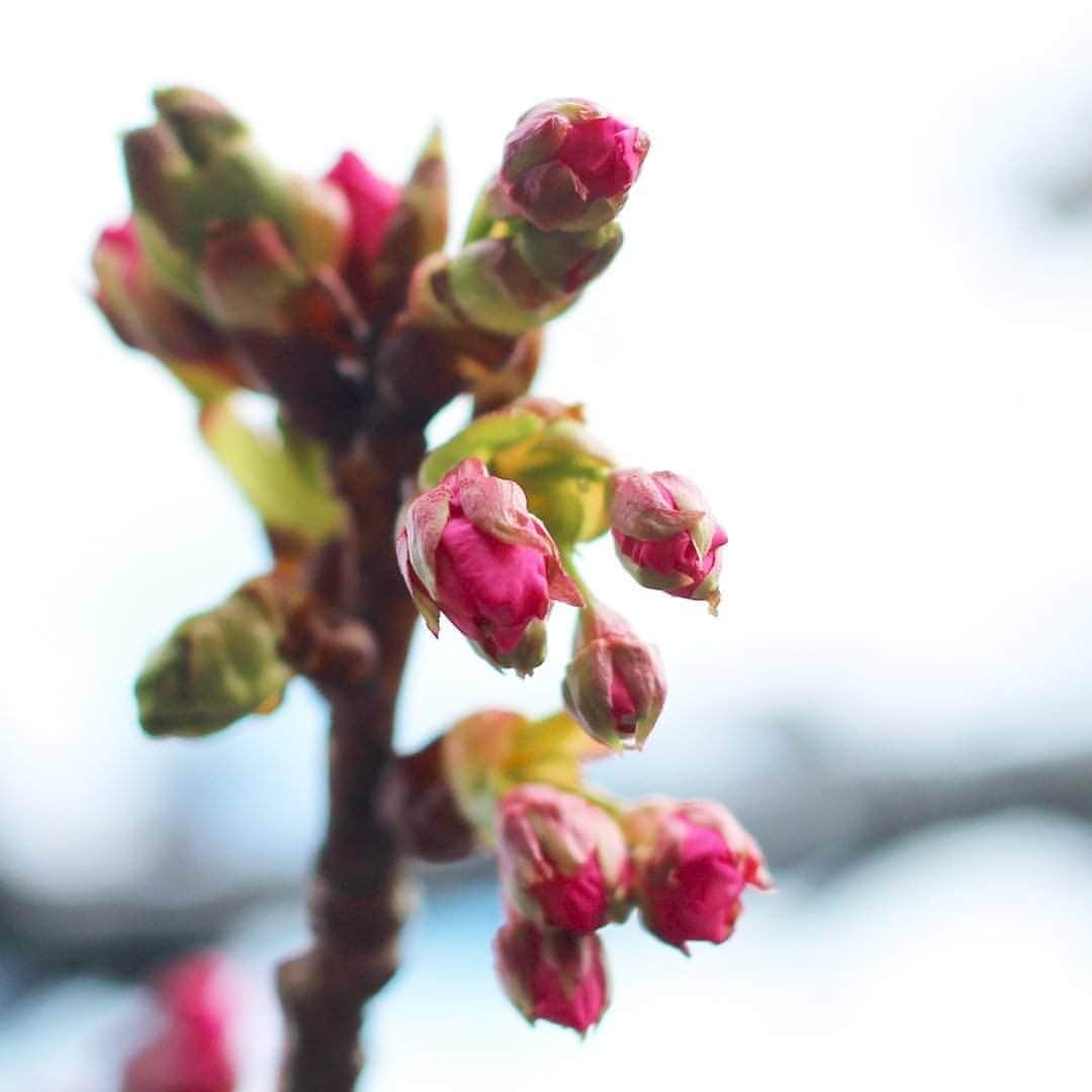 【公式】オーシャンリゾートホテル マホロバ・マインズ三浦さんのインスタグラム写真 - (【公式】オーシャンリゾートホテル マホロバ・マインズ三浦Instagram)「三浦海岸の河津桜はだんだん蕾が膨らんできています🌸 蕾も美しいですよね。 桜はバラ科なんですって。 確かに蕾の状態だと見ると似てるかも？  三浦海岸桜まつり 2月5日～3月8日 三浦海岸駅～小松ヶ池周辺(三浦海岸駅より徒歩約15分) . #河津桜 #桜 #三浦海岸桜まつり #桜まつり #つぼみ #桜満開 #花 #cherryblossoms #花が好きな人と繋がりたい #花好き #桜祭り #京急 #河津 #神奈川旅行 #みさきまぐろきっぷ #cherryblossom #満開 #お花見 #三浦海岸の桜 #sakura #kawazuzakura #miurakaigan #三浦市 #三浦半島 #三浦海岸 #maholovaminds #maholovamindsmiura #マホロバ #マホロバマインズ #マホロバマインズ三浦」1月24日 12時22分 - maholova_minds_miura