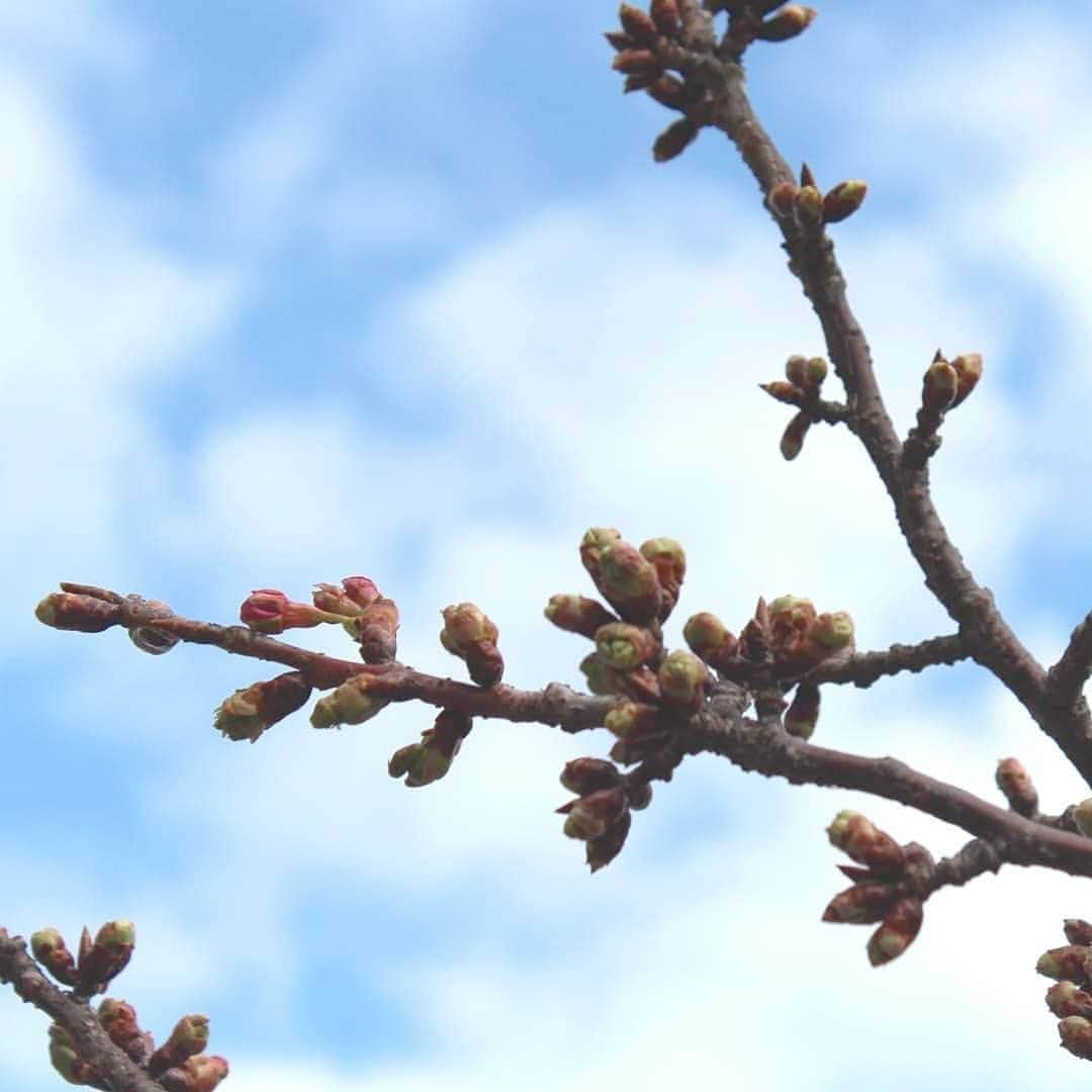 【公式】オーシャンリゾートホテル マホロバ・マインズ三浦さんのインスタグラム写真 - (【公式】オーシャンリゾートホテル マホロバ・マインズ三浦Instagram)「三浦海岸の河津桜はだんだん蕾が膨らんできています🌸 蕾も美しいですよね。 桜はバラ科なんですって。 確かに蕾の状態だと見ると似てるかも？  三浦海岸桜まつり 2月5日～3月8日 三浦海岸駅～小松ヶ池周辺(三浦海岸駅より徒歩約15分) . #河津桜 #桜 #三浦海岸桜まつり #桜まつり #つぼみ #桜満開 #花 #cherryblossoms #花が好きな人と繋がりたい #花好き #桜祭り #京急 #河津 #神奈川旅行 #みさきまぐろきっぷ #cherryblossom #満開 #お花見 #三浦海岸の桜 #sakura #kawazuzakura #miurakaigan #三浦市 #三浦半島 #三浦海岸 #maholovaminds #maholovamindsmiura #マホロバ #マホロバマインズ #マホロバマインズ三浦」1月24日 12時22分 - maholova_minds_miura