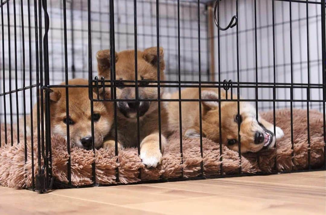 柴犬たま Shibainu Tamaのインスタグラム