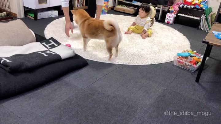 Moguのインスタグラム：「. あさんぽ後のクールダウンなの。 #もぐの日課 . @the_shiba_mogu  #柴犬 #shibainu #shiba#赤柴 #redshiba#犬 #dog#しばいぬ#nannydog#犬と子供#子供と犬#柴犬と子供#柴#赤ちゃんと犬#犬と赤ちゃん#柴犬と赤ちゃん#赤ちゃんと柴犬#柴犬のいる暮らし#子守犬」