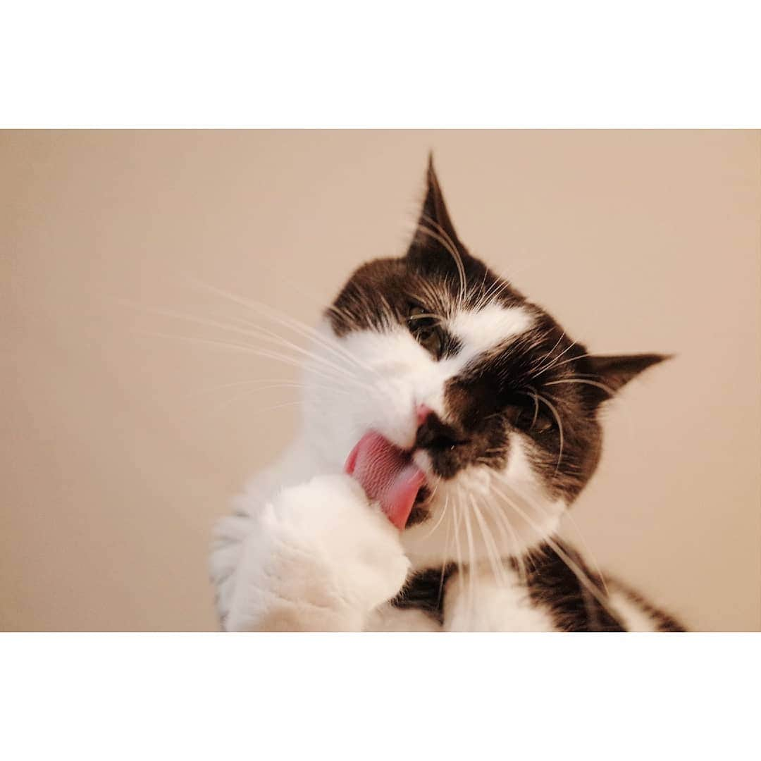 リアド偉武のインスタグラム：「👅👅👅 #blackandwhitecatbon」