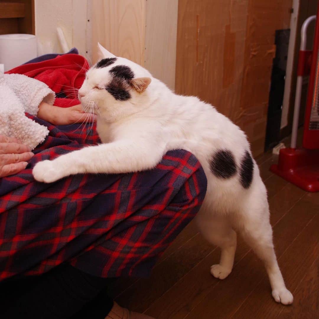 Kachimo Yoshimatsuさんのインスタグラム写真 - (Kachimo YoshimatsuInstagram)「甘ったれさん。 #うちの猫ら ＃猫 #ねこ #cat #ネコ #catstagram #ネコ部 http://kachimo.exblog.jp」1月24日 12時01分 - kachimo