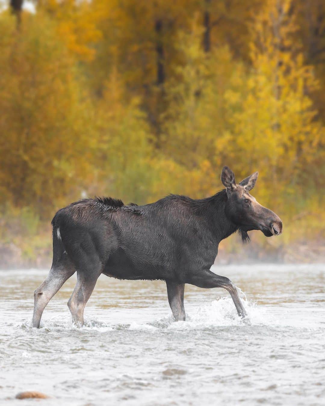 Chase Dekker Wild-Life Imagesのインスタグラム：「River crossings are a fantastic wildlife photo opportunity, no matter the subject. Whether it’s wildebeest and zebra in Africa, or moose and elk in the Rockies, watching animals make their way water is always exciting as it can last only a few seconds. This cow moose made her way across with another cow and a bull who was pursuing the pair during the autumn rut.」