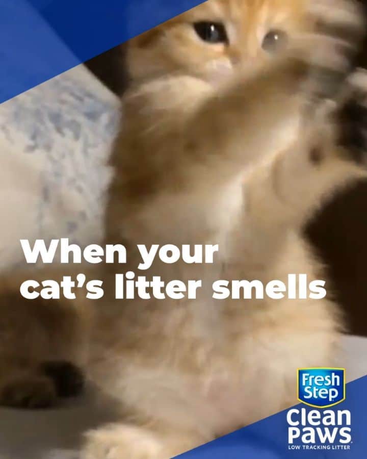 Fresh Stepのインスタグラム：「I want clean paws, purrease!🐾😽 Pick up your box of Clean Paws® in store now! #cleanpawsup」