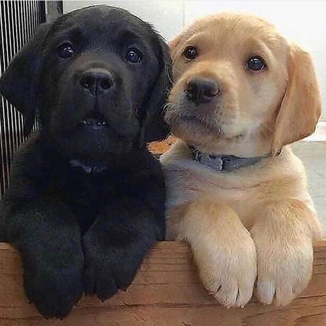 Jake And Gingerさんのインスタグラム写真 - (Jake And GingerInstagram)「Peek in on our friends page! @animals.allthetime They have miniature JAKE and GINGER! #labradorite #dogsofinstagram #labsofinsta #pup #puppiesofinstagram #puppylove」1月24日 4時17分 - jake_n_ginger