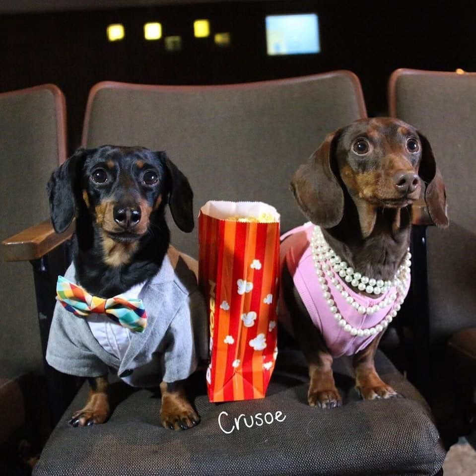 Crusoe the Celebrity Dachshundさんのインスタグラム写真 - (Crusoe the Celebrity DachshundInstagram)「“A very happy 8th birthday to my sometimes-sorta girlfriend @little.miss.paisley !!! Hope to see you soon Paisley!❤️😘” ~ Crusoe」1月24日 4時28分 - crusoe_dachshund