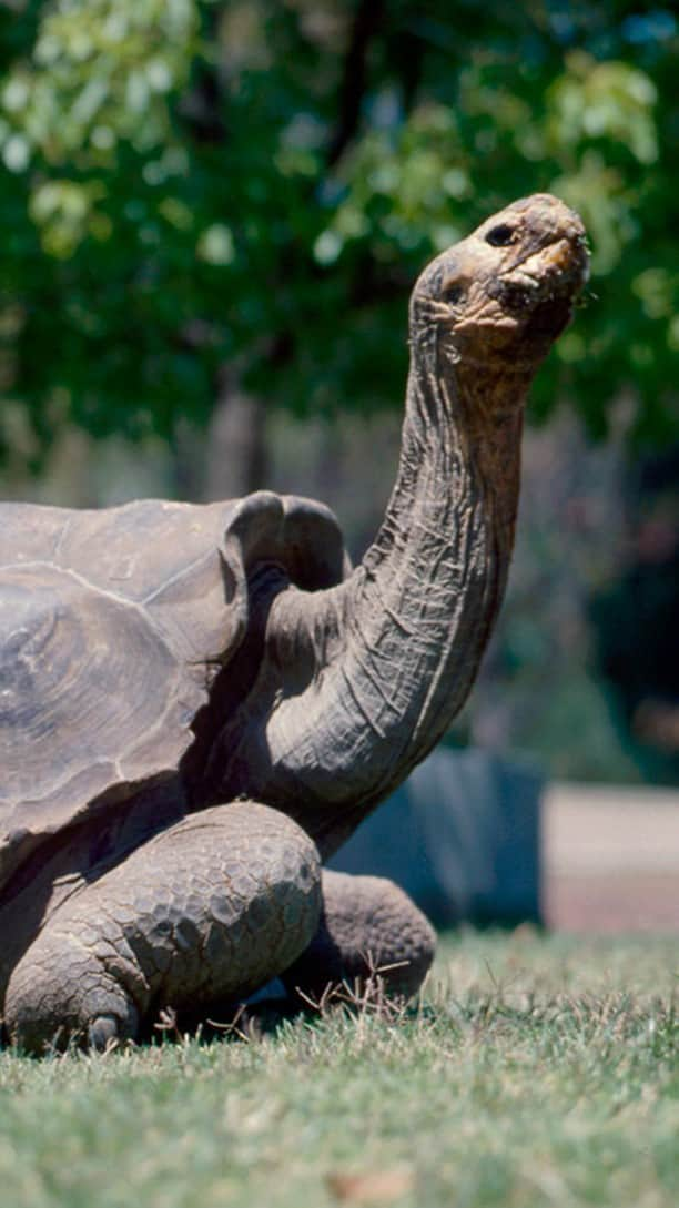 San Diego Zooのインスタグラム