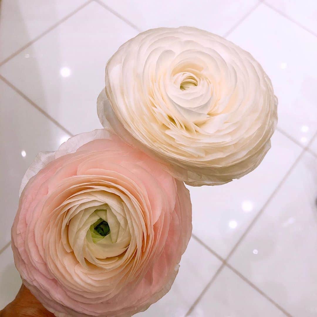 工藤静香さんのインスタグラム写真 - (工藤静香Instagram)「お花って本当に素敵🌸 心が潤いますね。  薄くて繊細な花弁が何枚も重なり合い大きな花を咲かせてくれるラナンキュラス。 種類によってはとても良い香りがします。しかもとても長持ちするんですよ💕  白色のラナンキュラスの花言葉は、純潔 ピンク色のラナンキュラスの花言葉は、飾らない美しさ」1月24日 5時49分 - kudo_shizuka