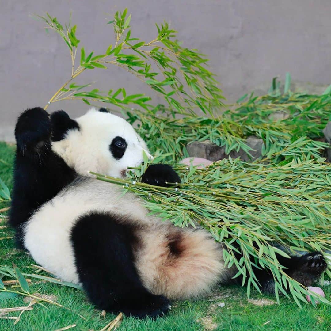 パンダ（白浜）さんのインスタグラム写真 - (パンダ（白浜）Instagram)「⭕️🔴⭕️🔴⭕️🔴 she's so lovely #yuihin with ice candy for Panda food.  #ADVENTUREWORLDPANDAS #baby #HELLOLITTLE #pandamental #hellopanda #ハローリトル #ハローパンダ #パンダグラビア and #panda #pandababy 🐼🐼🐼」1月24日 6時02分 - hellopanda_book