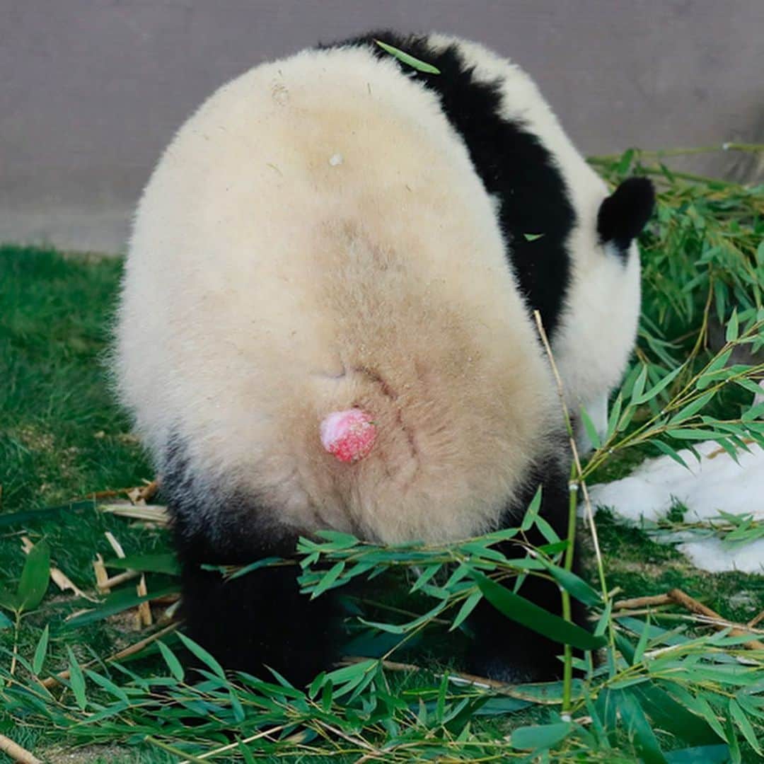 パンダ（白浜）さんのインスタグラム写真 - (パンダ（白浜）Instagram)「⭕️🔴⭕️🔴⭕️🔴 she's so lovely #yuihin with ice candy for Panda food.  #ADVENTUREWORLDPANDAS #baby #HELLOLITTLE #pandamental #hellopanda #ハローリトル #ハローパンダ #パンダグラビア and #panda #pandababy 🐼🐼🐼」1月24日 6時02分 - hellopanda_book