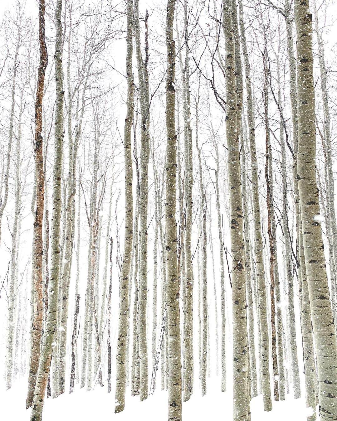 Adam Senatoriのインスタグラム：「⛷ thru poplar trees is 👌🏼」