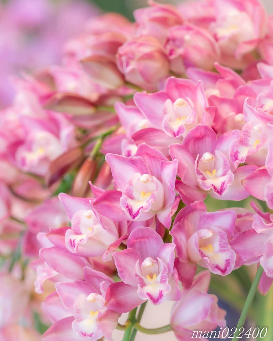 mani022400のグルメインスタ