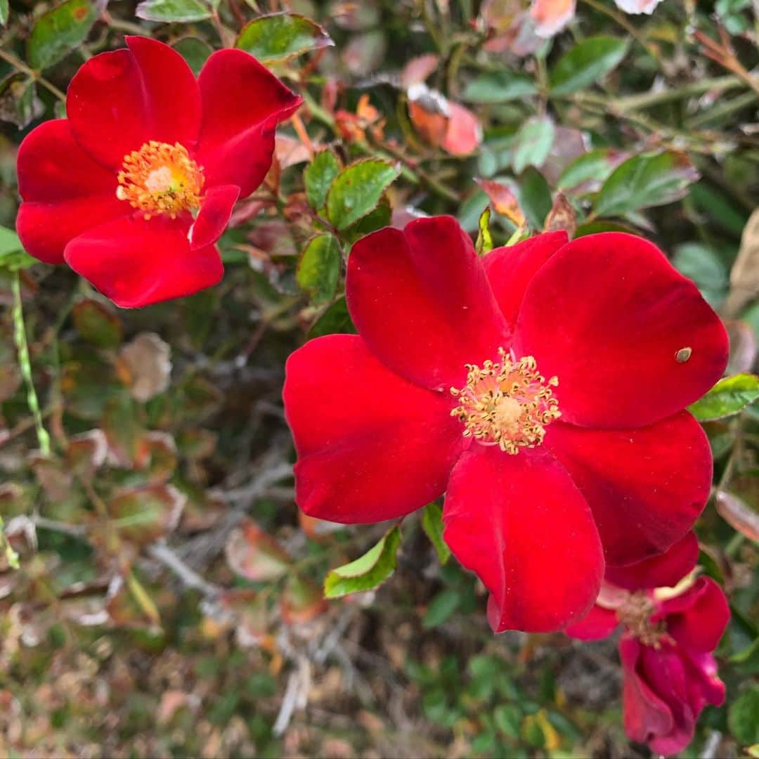 ブライス・ジョンソンさんのインスタグラム写真 - (ブライス・ジョンソンInstagram)「Couple of beauties. #flowersofinstagram」1月24日 6時49分 - mrbrycejohnson