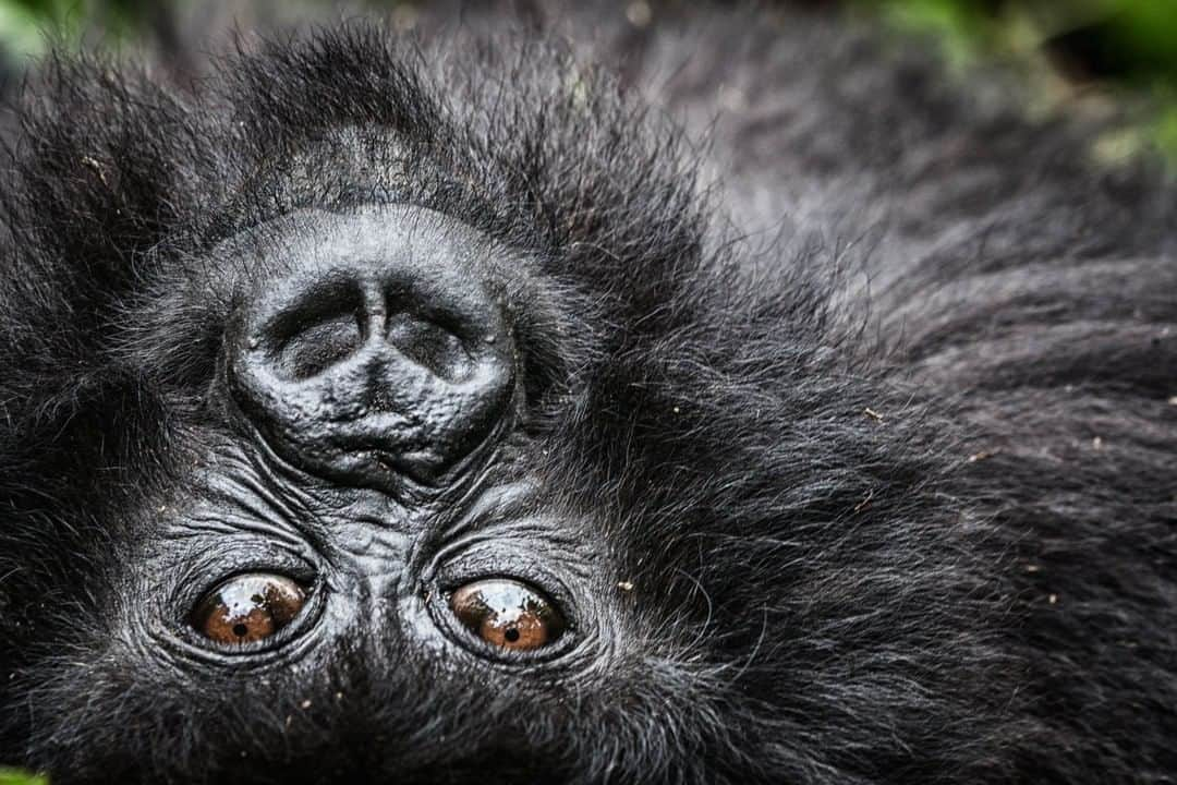 ナショナルジオグラフィックさんのインスタグラム写真 - (ナショナルジオグラフィックInstagram)「Photo by Cristina Mittermeier @Mitty | When you visit the Volcanoes National Park, you often have to hike for miles up the steep, slippery slopes of the mountain in hopes of finding a family of mountain gorillas. Our first day was a disaster, as we hiked for hours, only to find the gorillas hiding deep in the bush. Not one to be discouraged, I was pleased on our last day when our guide signaled us to be quiet because he spotted a group of these beautiful animals resting ahead. I loved watching this young gorilla peek at me as it laid on the forest floor. They say the eyes are the windows into our soul, and I truly believe that! All four subspecies of gorillas in the world are either endangered or critically endangered. We can all make a difference to the future of gorillas like this one by supporting organizations that protect them. Follow me @Mitty to learn more about the influence and impact of conservation communication, and my journey to becoming a @NatGeo photographer. With @PaulNicklen #Conservation #Gorilla #Rwanda #wildlifephotographer」1月24日 12時34分 - natgeo