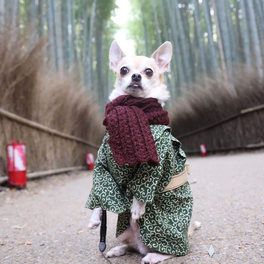 紋次郎さんのインスタグラム写真 - (紋次郎Instagram)「紋次郎の京都旅  大渋滞の嵯峨野の竹林。 でも、まるで貸切のような感じ（笑）  金曜日がきた！！ さぁ、今週もがんばろう！ って今から？🤣 #dog#dogstagram#instadog#chihuahua#barkbox#mydogiscutest#buzzfeed#dog_features#fluffypack#barkpack#dogsofinstaworld#dogsofinstagram#犬#チワワ#手作り#handmade#着物#fashion#紋次郎一家#チーム茶#ふわもこ部#igersjp#peco犬部#dogsofinstagram#dogfashion」1月24日 7時16分 - montjiro