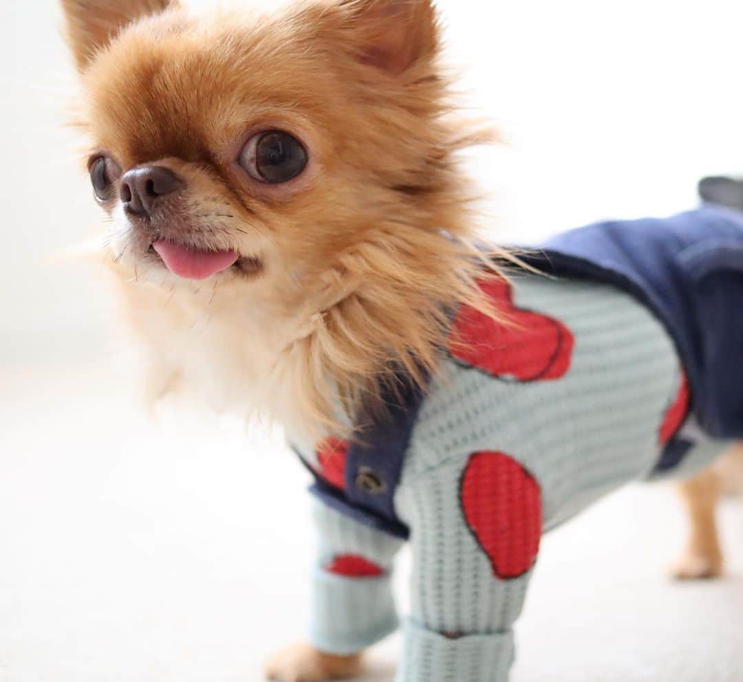kayoのインスタグラム：「* * すぐに近づいてくるから いつもドアップーー😅😂 * * kulio💗 * * #chihuahua#chihuahualove#dogstgram#dog#instadog#チワワ#チワワ大好き * *」