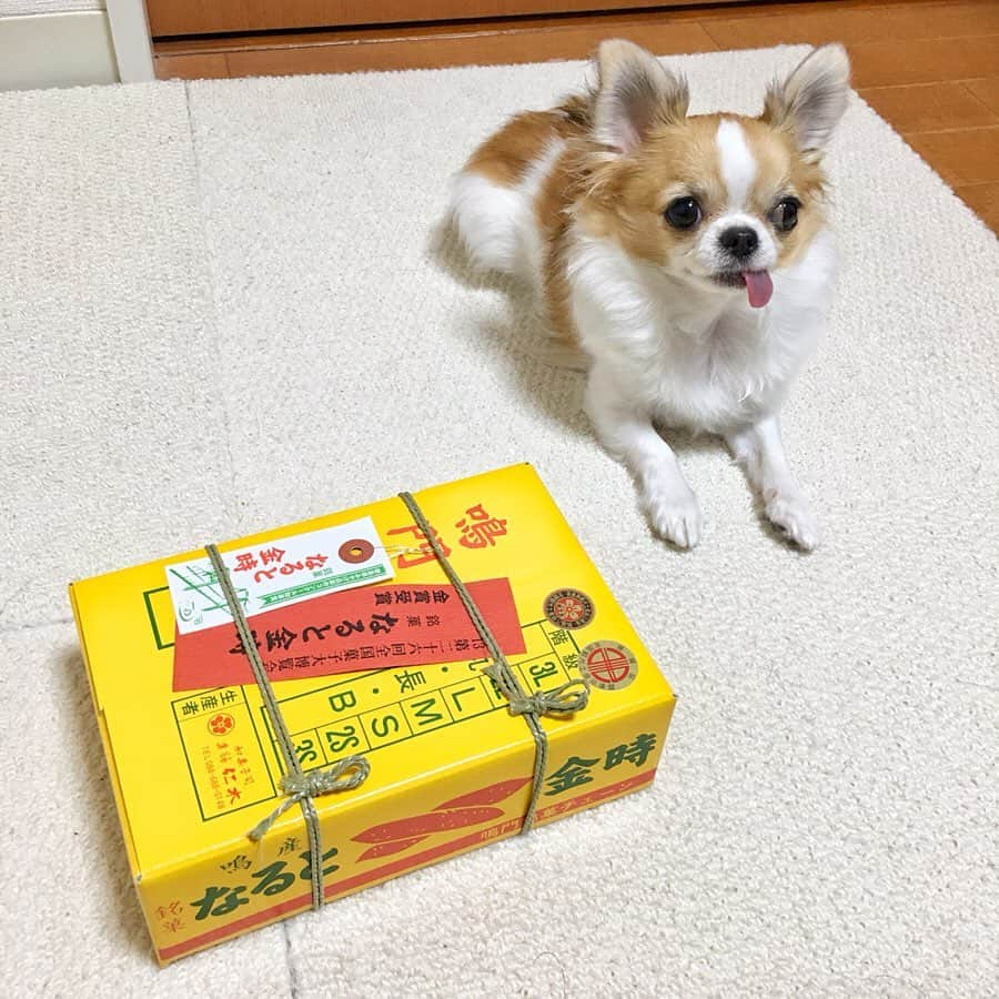 ちまさんのインスタグラム写真 - (ちまInstagram)「🐶📦💛 ・ うちの可愛い鳴門金時ちゃん🐶🍠笑 ・ だいぶはみ出てるねえ😂 #お菓子の箱 ・ #chima #ちま #チワワ #chihuahua #ชิวาวา #ふわもこ部 #PECOいぬ部 #sniffandbarkens #WeeklyFluff #cutepetclub #doggy_lovings」1月24日 8時08分 - chima.chihuahua