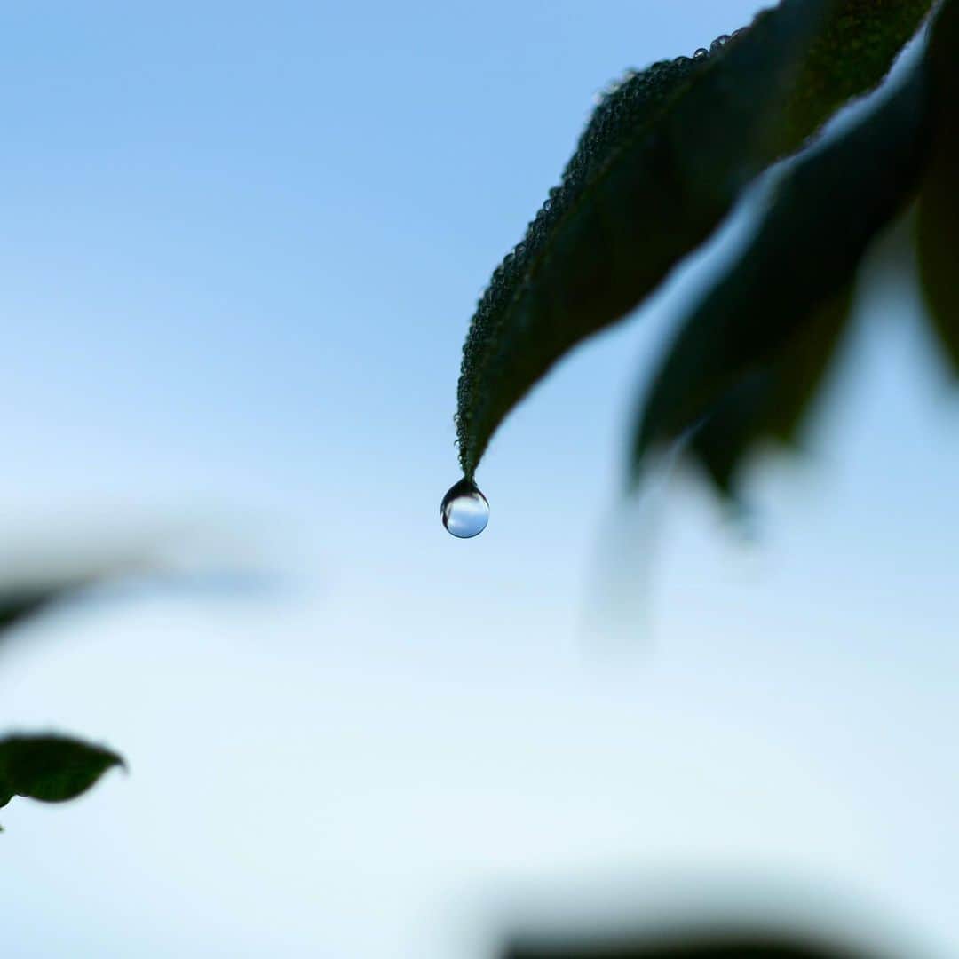 セソコマサユキのインスタグラム：「子どもたちを見送って、庭の植物に水遣りしていたら朝露の中に空を見つけた。明日は旧正月。今年は挑戦の年になりそうだな。楽しもう。」