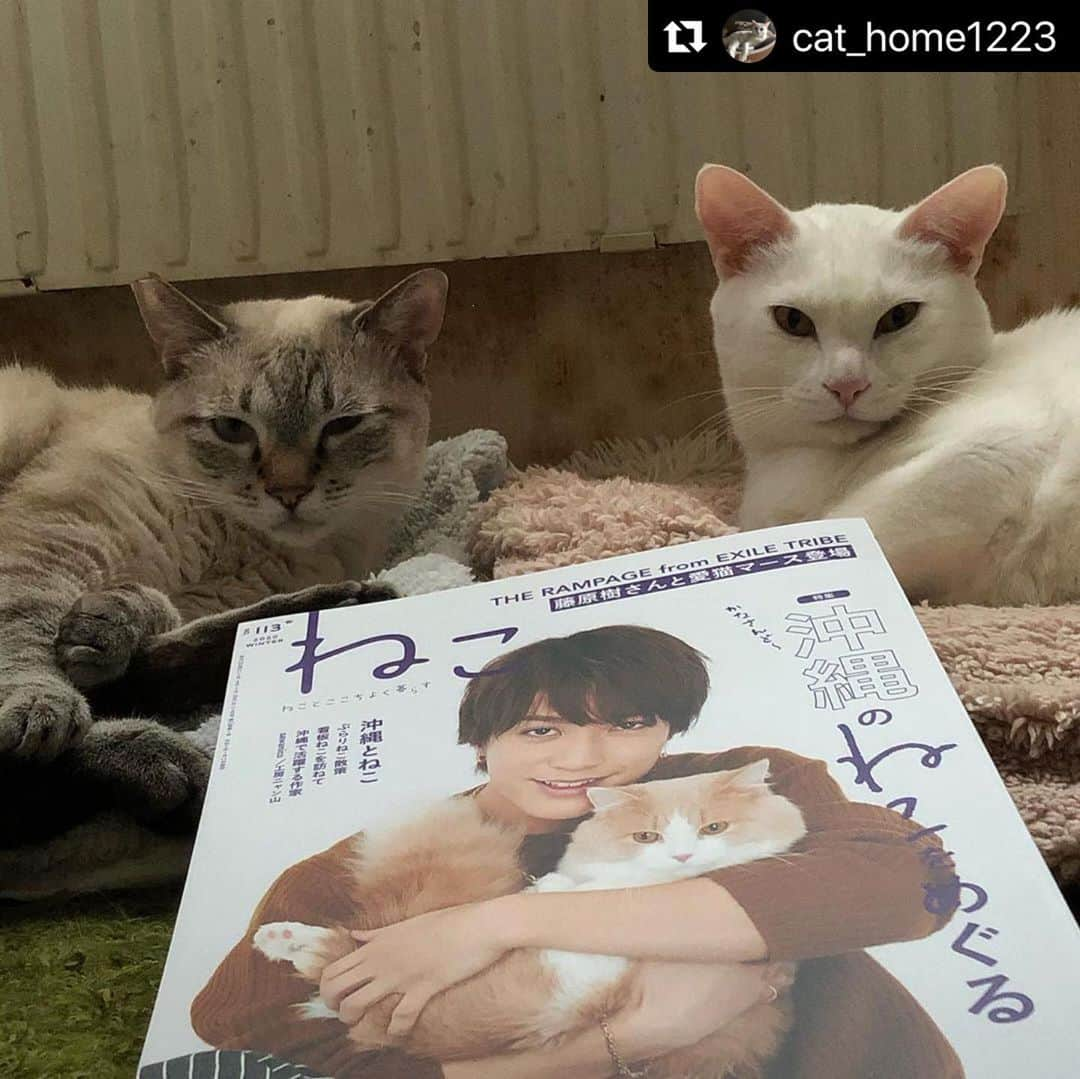 ねこのインスタグラム