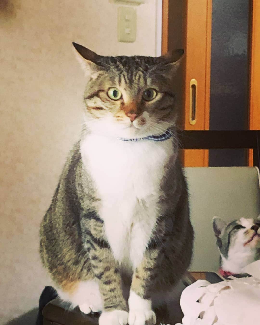 藤純さんのインスタグラム写真 - (藤純Instagram)「いつも机とか棚のすみっこに座る不思議なくせのあるでいちゃん。ミミズクみたい。  姉と見つめあってたのに、うしろに梅ちゃんの気配を感じて緊張が走る笑 (でいちゃんは梅ちゃんが好きだけど、梅ちゃんはすぐでいちゃんを猫パンチする) #ねこ #cat」1月24日 9時44分 - fujijunrox