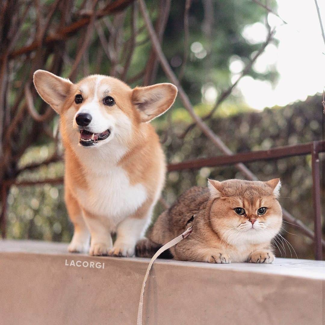 Geordi La Corgiさんのインスタグラム写真 - (Geordi La CorgiInstagram)「Geordi is very scared of cats and it took him a long time to relax and realize @maple.cat wasn’t going to eat him. 😂⁣ ⁣ Is your dog afraid of cats?」1月24日 9時46分 - lacorgi