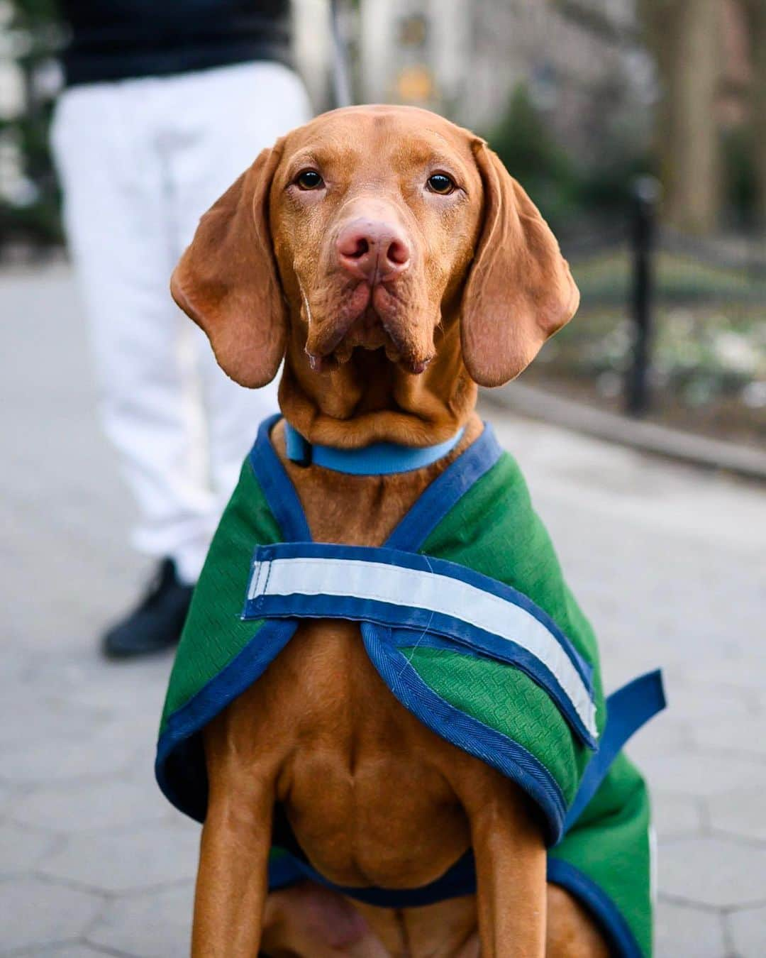 The Dogistさんのインスタグラム写真 - (The DogistInstagram)「Ziggy, Vizsla (4 y/o), Washington Square Park, New York, NY • “That’s the longest he’s ever sat for anyone.”」1月24日 9時52分 - thedogist