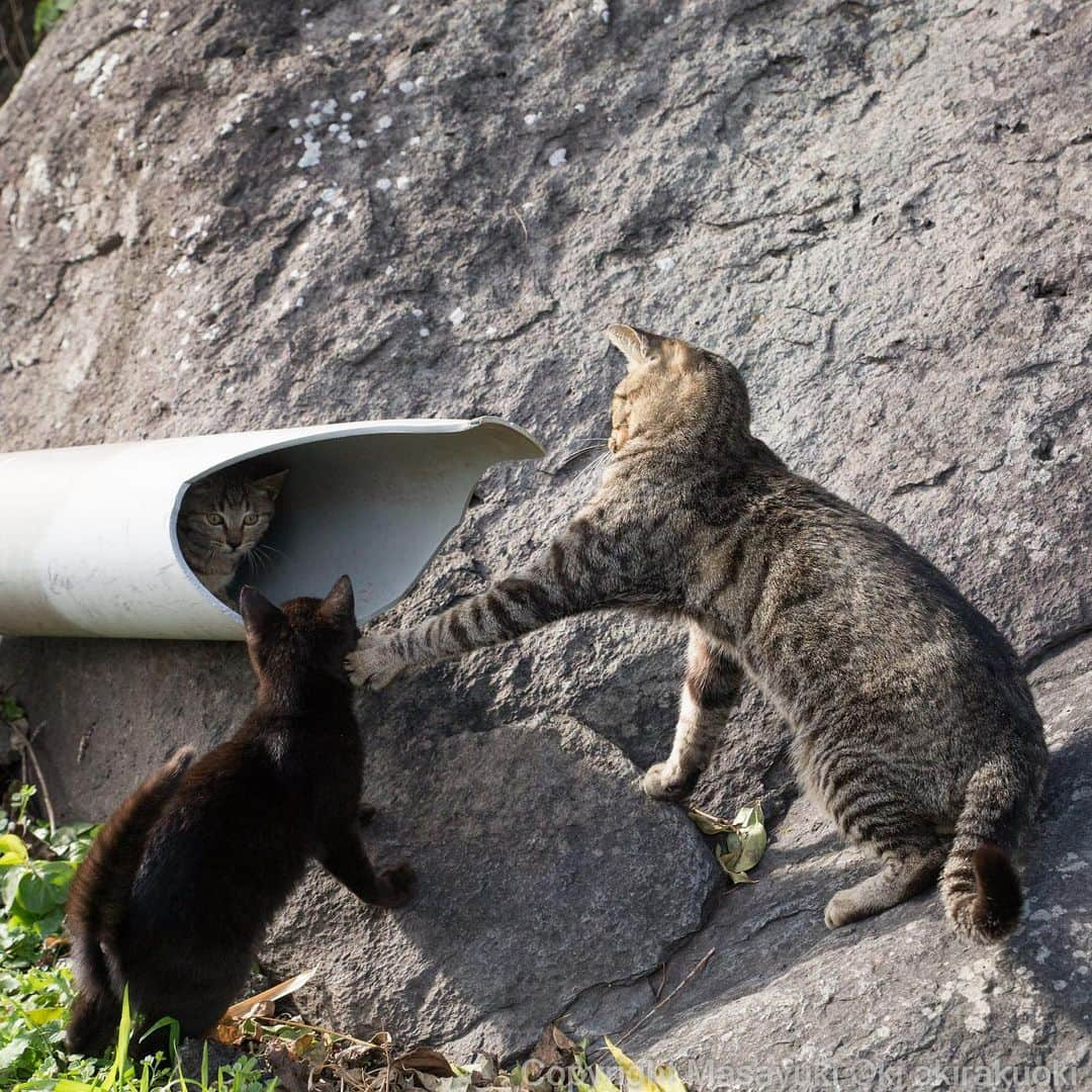 Masayukiさんのインスタグラム写真 - (MasayukiInstagram)「ここにいるよ。  おはようございます。 Good morning from Tokyo Japan ☁️ #cat #ねこ」1月24日 10時04分 - okirakuoki