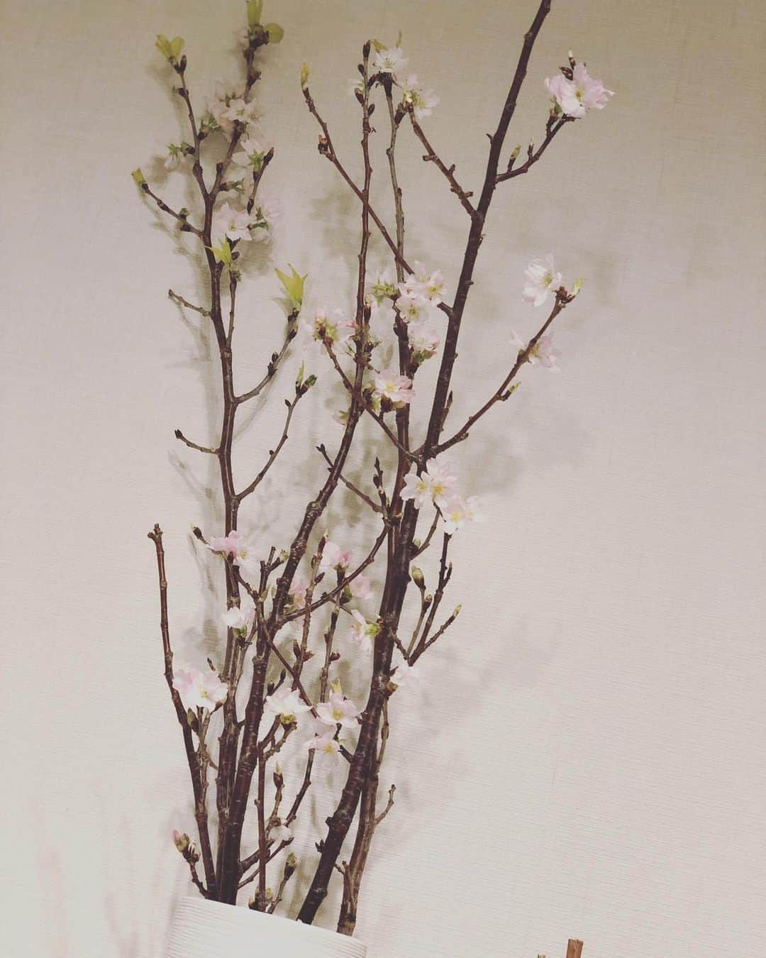 英玲奈さんのインスタグラム写真 - (英玲奈Instagram)「この時期になるといつも飾る #啓翁桜 気持ちは春。 #ていねいな暮らし #季節を感じる暮らし#からだにいいこと #夫の健康守りたい#オーガニック#趣味生活#erenakitchen」1月24日 10時21分 - erena_erenyan