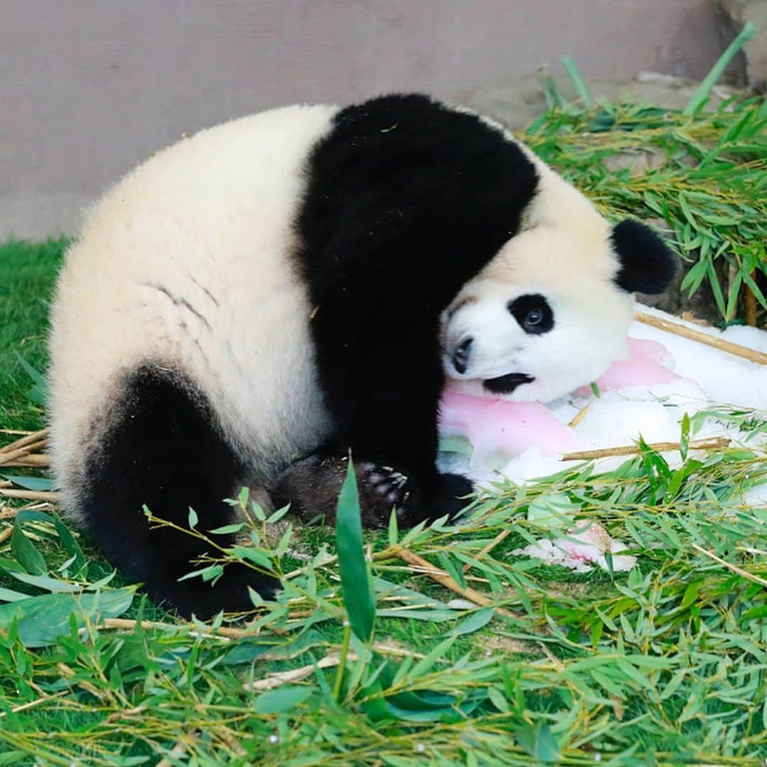 パンダ（白浜）さんのインスタグラム写真 - (パンダ（白浜）Instagram)「#結浜 on ice pillow 🍧  #ADVENTUREWORLDPANDAS #baby #HELLOLITTLE #pandamental #hellopanda #ハローリトル #ハローパンダ #パンダグラビア and #panda #pandababy 🐼🐼🐼」1月24日 20時14分 - hellopanda_book