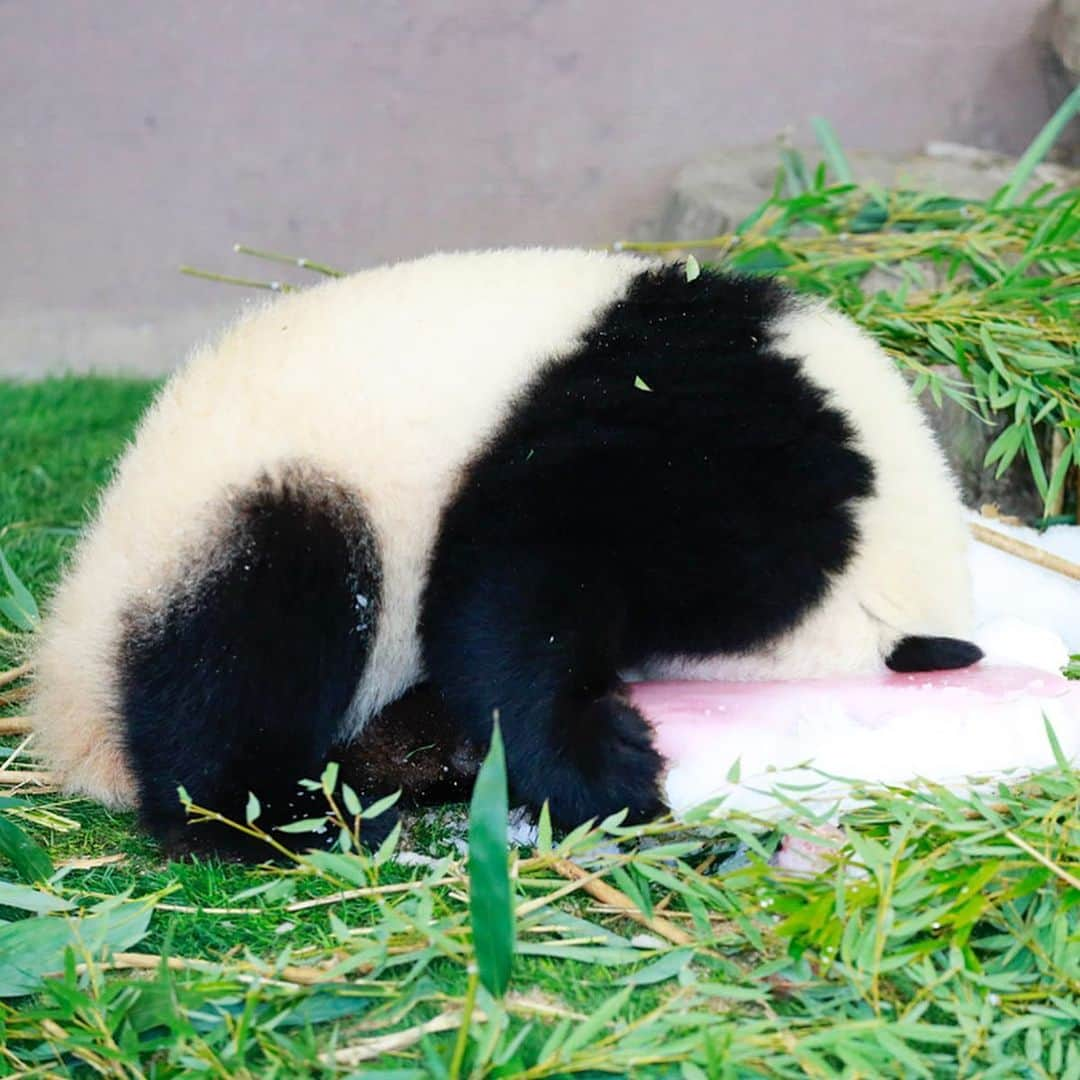 パンダ（白浜）さんのインスタグラム写真 - (パンダ（白浜）Instagram)「#結浜 on ice pillow 🍧  #ADVENTUREWORLDPANDAS #baby #HELLOLITTLE #pandamental #hellopanda #ハローリトル #ハローパンダ #パンダグラビア and #panda #pandababy 🐼🐼🐼」1月24日 20時14分 - hellopanda_book