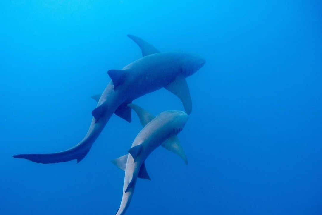 キム・ジョーンズさんのインスタグラム写真 - (キム・ジョーンズInstagram)「Swam with a lot of these today 🦈」1月24日 20時18分 - mrkimjones