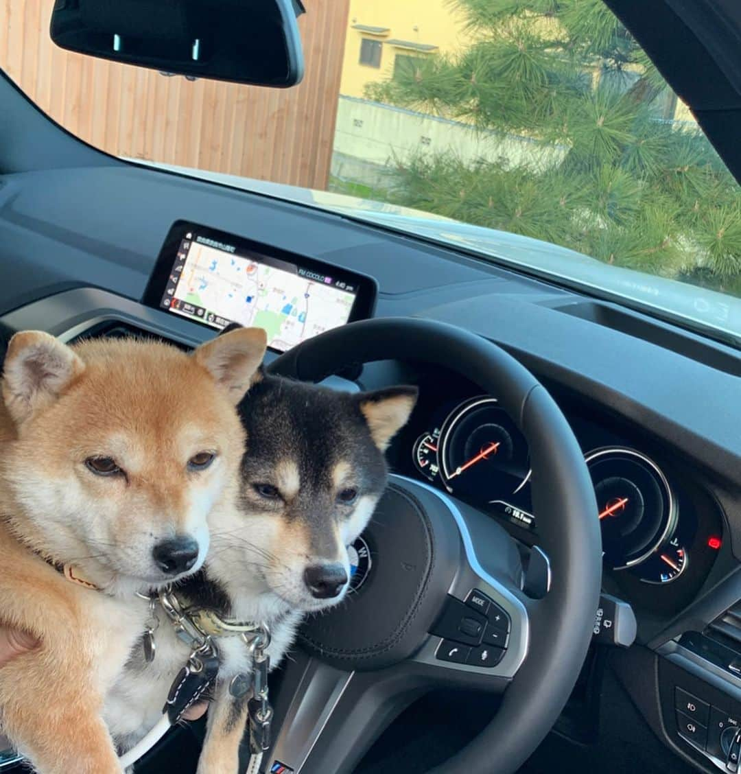 豆柴なつ&ふゆさんのインスタグラム写真 - (豆柴なつ&ふゆInstagram)「New Natsu&Fuyu's 🚘 ✨😆 新なつふゆ号納車🚘✨😆 2年半、40000km乗った車から乗り換え😊💓 #さよならハリアーハイブリッド #ありがとうハリアー #新車 #納車 #ようこそ #わんこのいる生活 #dogstagram  #thedailyshibainu #west_dog_japan  #わんダフォ #shibamania  #柴犬ライフ#pecoいぬ部 #shiba_snap  #instashiba#cutedogs  #柴犬#shiba #shibainu #shibastagram #いぬすたぐらむ #pecoいぬ部 #犬バカ部 #shibainumag_feature #instafollow #dogoftheday  #🐕📷 #theshibasociety  #柴#proudshibas  #柴犬マニア」1月24日 20時22分 - mameshiba.natsuinu56