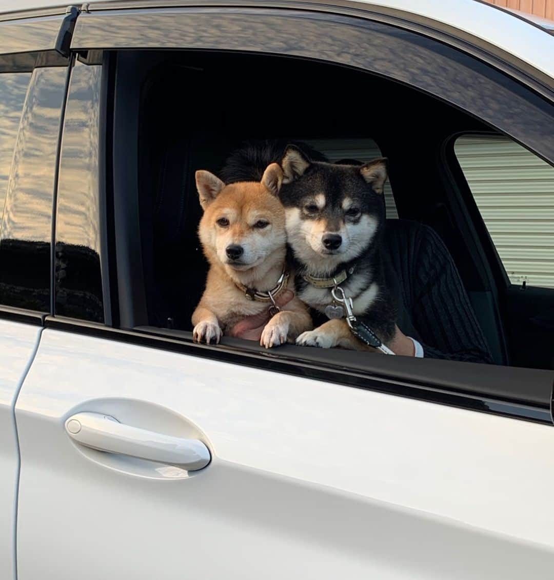 豆柴なつ&ふゆさんのインスタグラム写真 - (豆柴なつ&ふゆInstagram)「New Natsu&Fuyu's 🚘 ✨😆 新なつふゆ号納車🚘✨😆 2年半、40000km乗った車から乗り換え😊💓 #さよならハリアーハイブリッド #ありがとうハリアー #新車 #納車 #ようこそ #わんこのいる生活 #dogstagram  #thedailyshibainu #west_dog_japan  #わんダフォ #shibamania  #柴犬ライフ#pecoいぬ部 #shiba_snap  #instashiba#cutedogs  #柴犬#shiba #shibainu #shibastagram #いぬすたぐらむ #pecoいぬ部 #犬バカ部 #shibainumag_feature #instafollow #dogoftheday  #🐕📷 #theshibasociety  #柴#proudshibas  #柴犬マニア」1月24日 20時22分 - mameshiba.natsuinu56