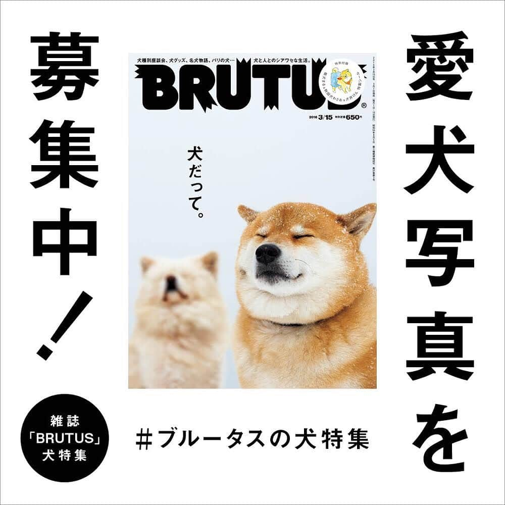 ブルータスさんのインスタグラム写真 - (ブルータスInstagram)「【犬特集★写真募集】4月1日発売のBRUTUSは人気シリーズ・犬特集。今回も、読者のみなさんに投稿していただいた写真を集めたページを作ります。毎日愛犬といっしょに暮しているからこそ撮影できる、とっておきの写真を応募してみませんか？ 【応募方法】応募者本人のInstagramアカウントよりBRUTUS公式アカウント（@brutusmag）をフォローし、①愛犬の名前、年齢、性別②写真についてのコメントを入力のうえハッシュタグ「#ブルータスの犬特集」を付けて投稿してください。 【募集〆切】２０２０年２月９日２３時５９分 【応募規定】投稿写真は1アカウントにつき３点まで。写真は他媒体（雑誌、書籍、ウェブサイト、テレビ番組など）で紹介されたことのないものに限ります。 ＊画像を投稿する際は、撮影者の著作権許諾がとれているか、写り込んでいるものの肖像掲載許諾に問題がないかどうかご確認ください。 ＊投稿された画像を誌面に掲載する際には、ダイレクトメッセージより、必要事項記入フォームのURLを送信させていただきます。 ＊投稿された画像は紙の雑誌以外にもムック、電子版、web版、SNSなど、BRUTUSが発信するすべてのメディアに掲載される可能性があります。ご了承の上、ご応募ください。 ＊ご提供いただいた個人情報は当社にて厳重に管理し、本企画でのみ利用させて頂きます。 【問い合わせ】ブルータス編集部 03-3545-7170（平日11時〜18時） #ブルータスの犬特集」1月24日 20時43分 - brutusmag