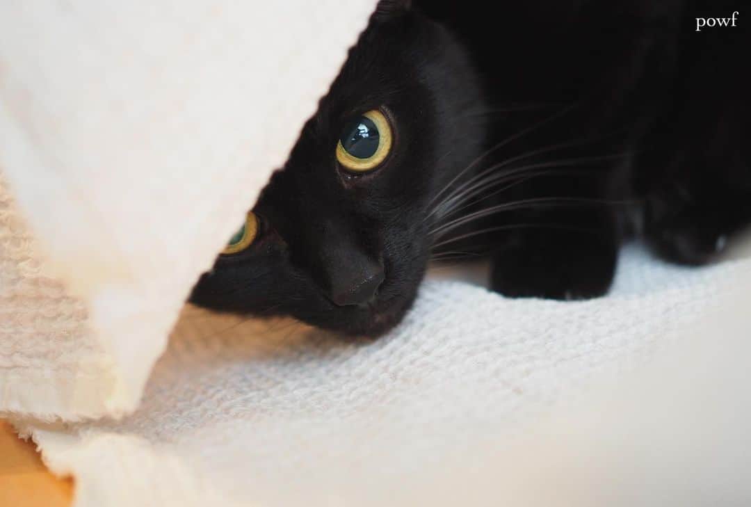 anemone_69のインスタグラム：「. #ハカセとキョウジュ #blackcat #黒猫 #cat #猫 #保護猫 . . .」