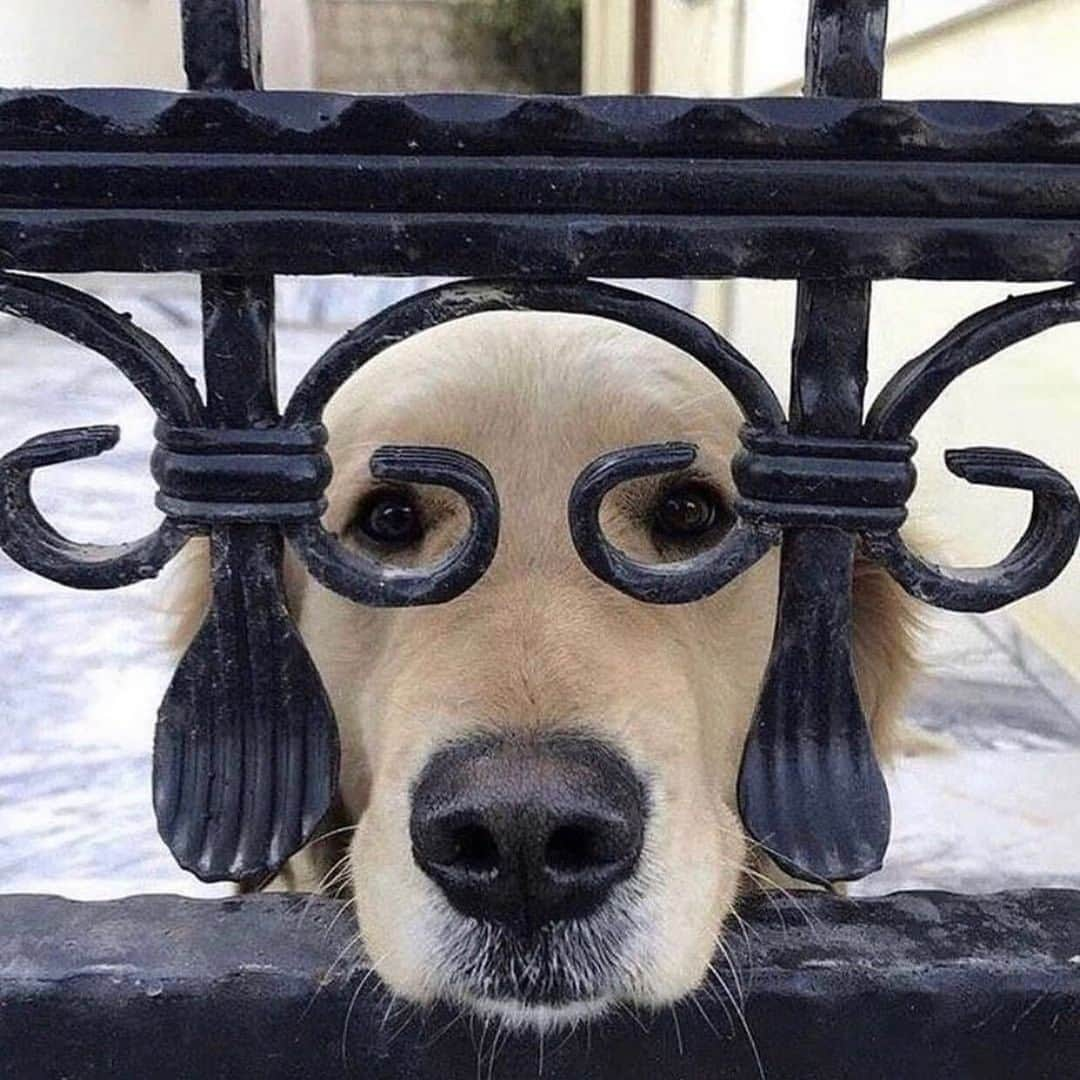 Animalsのインスタグラム：「Happy Friday 🎊 Tag a dog lover! . . . .  #bestvacations #travelawesome #dog #dogs #animal #animals #pet #pets #dalmatian #pup #pups #puppy #puppies #dogsofinstagram #petsofinstagram #dogsofinsta #bark #cute  #baby #labradorretriever #labrador #dalmatianpuppy #bestfriendgoals #bestfriendsforever #besties #bestfriends  #insta_animall #newyear #newyork」