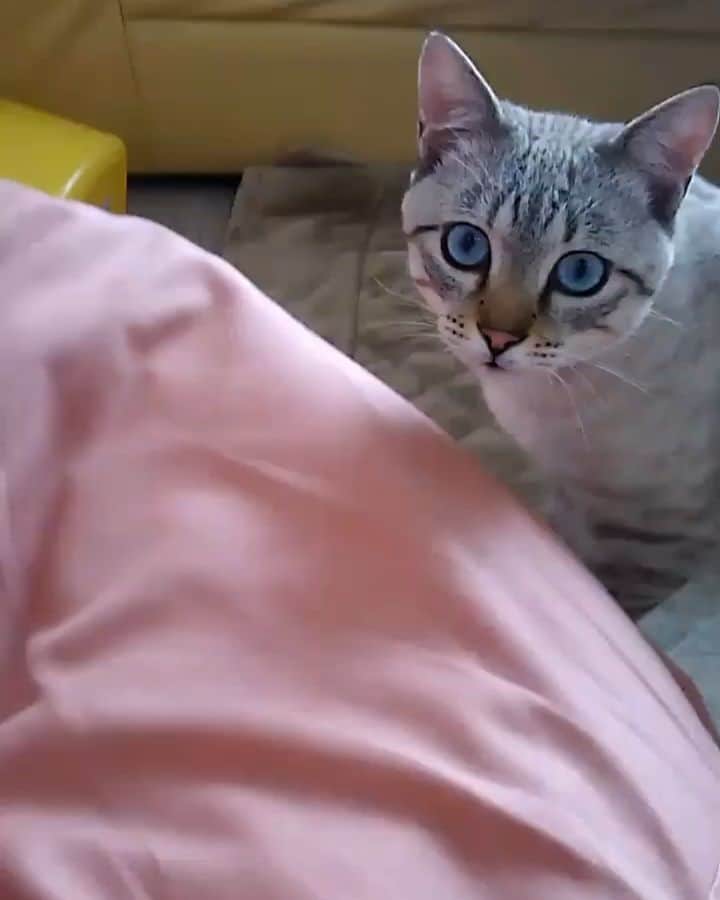 つんのインスタグラム：「ジョルノに「おれねこ」歌ってみた  最後に写ってるのは当時(2018年3月)の息子  この動画、Twitterであげた時 子供が見てすごい笑うと言われました 赤ちゃんがこれ見て初めて笑ったとも言われたこの動画 是非グズった時音声有でお試しください(笑うか笑わないかはお子さん次第☆) 歌はEテレの0655の「おれ、ねこ」  #おれねこ  #赤ちゃん笑う」