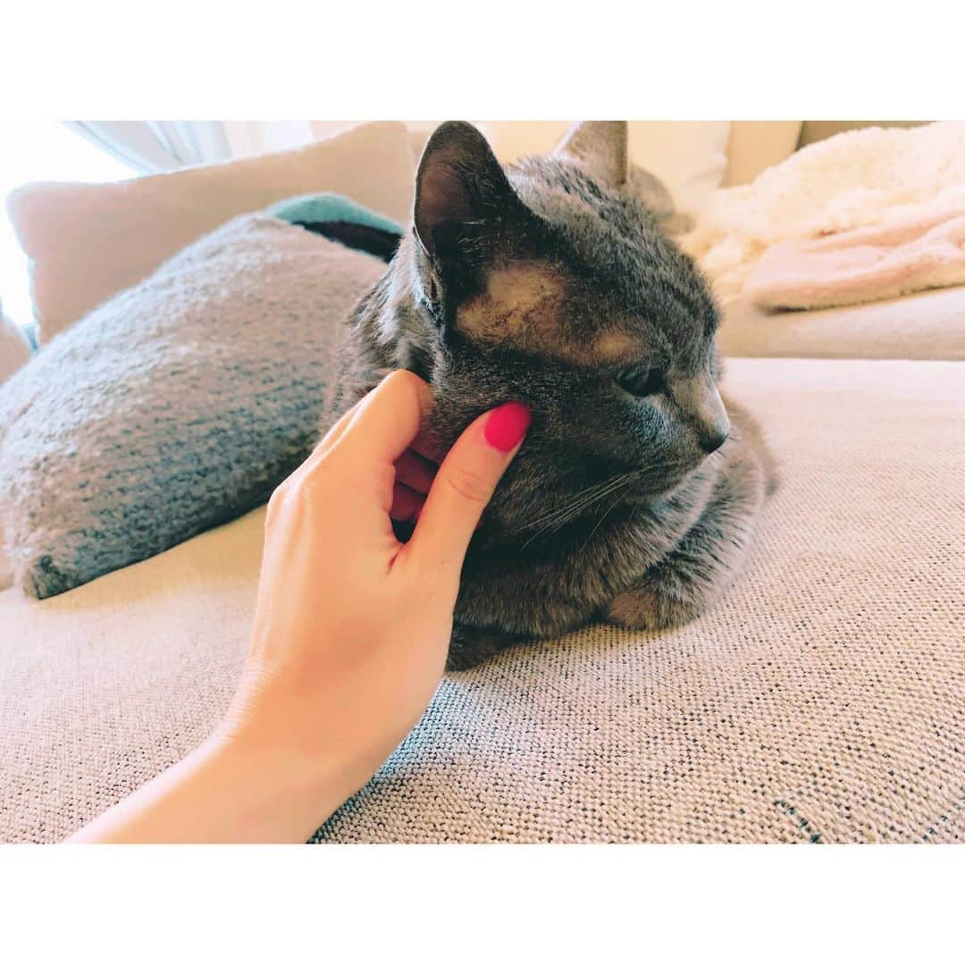 沙央くらまさんのインスタグラム写真 - (沙央くらまInstagram)「#mypet #触ると喜ぶ  #好きな場所 #ふにふに #にゃんこ #猫のいる暮らし」1月24日 21時17分 - kurama_sao