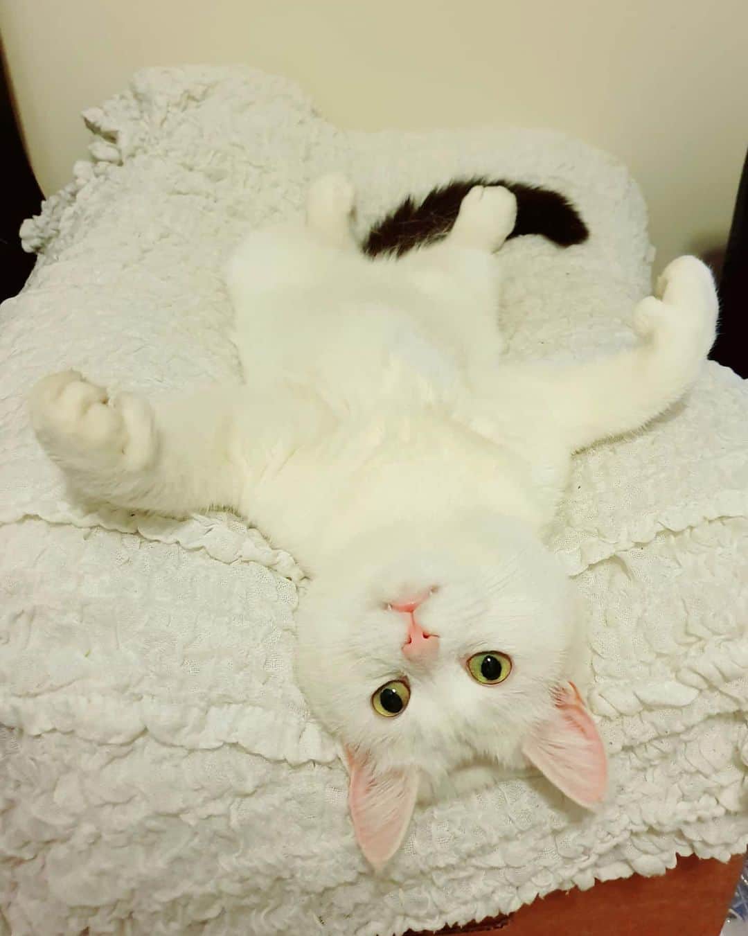 のインスタグラム：「Wish you all a chill weekend! 😻🧡」