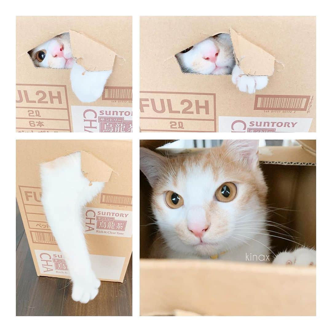 kinaxのインスタグラム：「. good afternoon(๑′ᴗ‵๑)☀in Japan, and good morning, good evening, good night for world friends! . 今日は曇り空だけど、昨日ほど寒くないかな☁️ . 明日は @hello___market なのだけど 雨予報から晴れ&曇りに⛅️ お天気もつといいなぁ🎪 . 明日はゲストで美味しいピザ屋さんも来るので お近くの方がいらっしゃったら どうぞ遊びに来てくださいね🎪 . . 話はちょっと変わって 人懐こいけど、抱っこはあんまりだし ルナに比べてベタベタさせてくれないソルだけど 珍しく長く遊んでくれたので(笑 写真が撮れたよʕ •́؈•̀ ₎♡ . . にしても、そろそろ爪切らないと✂︎ . . みんなも楽しい1日を♡ . #猫バカ部 #kinaxvideo #ねこすたぐらむ #保護猫 #パステル兄弟 #ルナとソル #わんこに比べて #からだが伸びすぎる #手も長かった #びろびろん 2020/01/24」