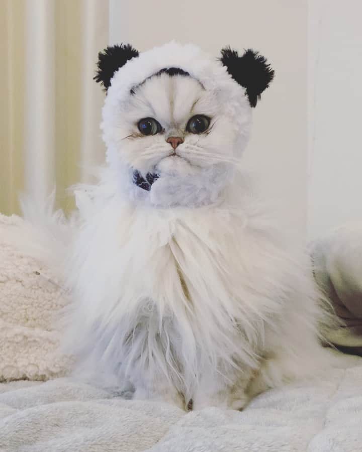 BeBeのインスタグラム：「我が家の猫パンダ🐱🐼💓#cat #kitty #kittycat #meow #eyes #catsofinstagram #kittensofinstagram #petsofinstagram #ilovecat #hubcats #videooftheday #bebechannel #persiancat #猫 #neko #ねこ #instacat #adorable #CATLIFE #panda」