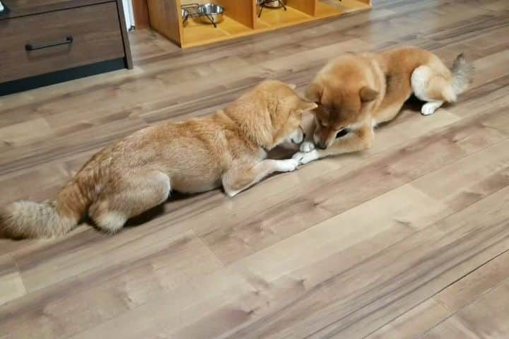 柴犬たま Shibainu Tamaのインスタグラム