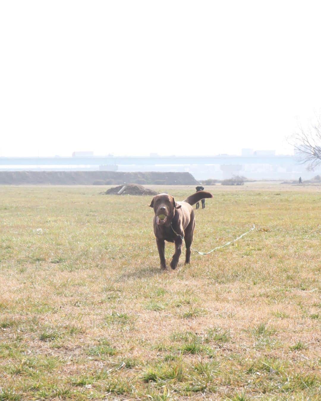 masakiさんのインスタグラム写真 - (masakiInstagram)「黒犬はほぼ動いてません🐃」1月24日 15時03分 - mogurapicassowols