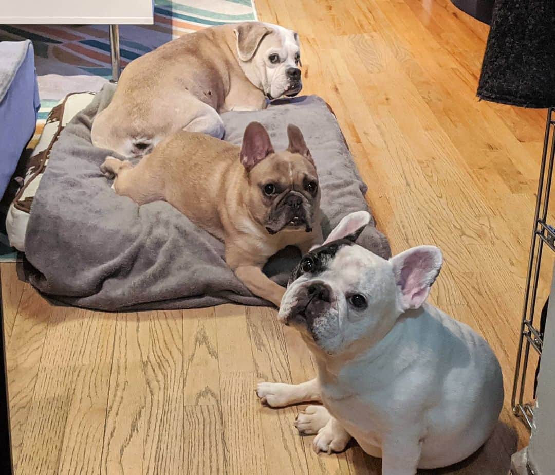 Manny The Frenchieのインスタグラム：「Sometimes we line up in a row to enhance the cutest level in hopes of extra snacks...works like a charm! 😏」