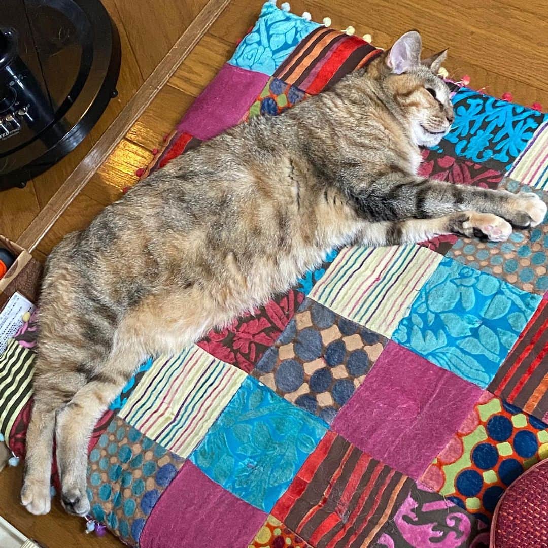 野間美由紀のインスタグラム：「長猫🐱」